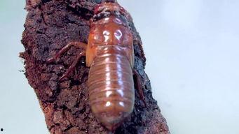 蝉孵化视频,孵化过程的震撼瞬间