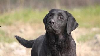 狗考人视频,揭秘宠物与人类情感互动的奇妙瞬间