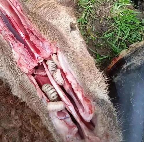 鼻虫视频,揭秘昆虫世界的奇妙生存智慧