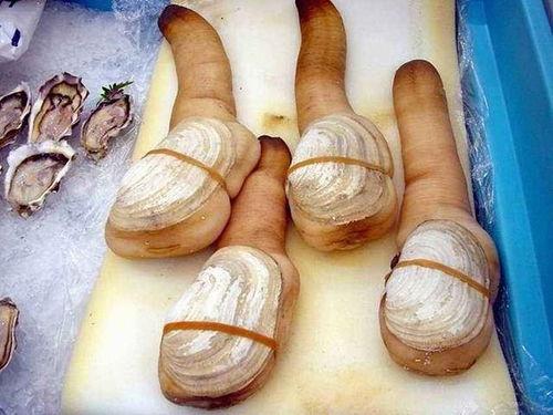 挖象拔蚌视频,揭秘海洋巨兽的捕捞过程