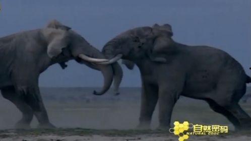 大象识颜色视频,揭秘大象识色能力