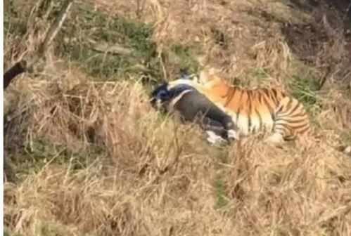老虎咬人完整视频,老虎咬人现场全程回顾