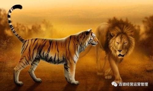 狮子老虎谁厉害视频,谁才是丛林霸主？