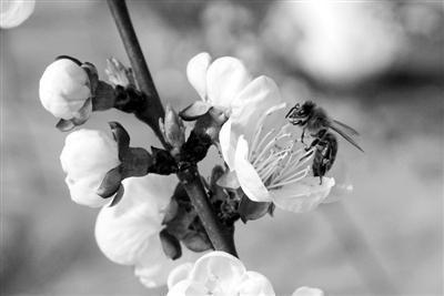 人工授粉视频,视频解析高效繁殖奥秘