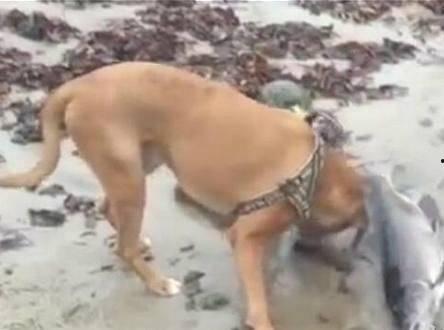 狗狗救鱼视频,温情瞬间感动网友