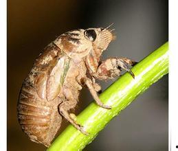 蝉养殖技术视频,揭秘蝉的养殖全过程