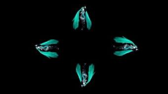 三d全息投影视频,三D全息投影视频的奇幻之旅