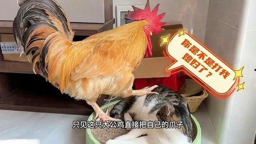 公鸡打母鸡视频,一场啼笑皆非的鸡场风波