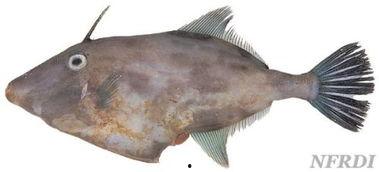 剥皮鱼剥皮视频教程,轻松掌握鱼皮处理技巧