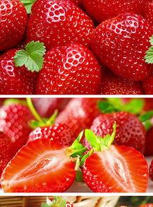 青青草莓视频,青青草莓带你领略田园风光与美味诱惑